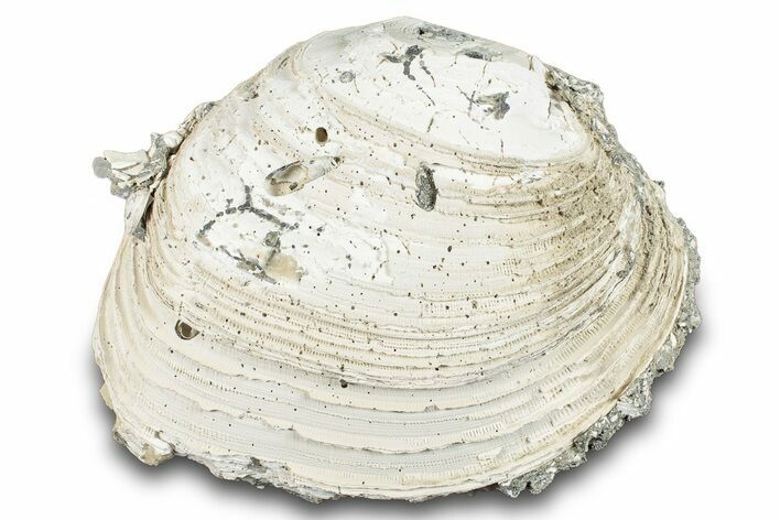 Fossil Clam (Mercenaria) - Rucks Pit, FL #280493